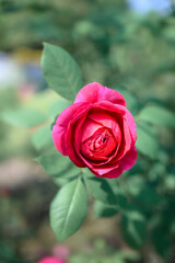 Pink rose blooming in ornamental flower garden