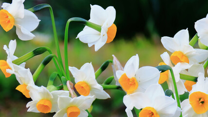 Fototapeta premium Many daffodils in full bloom swaying in the early spring breeze