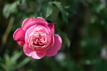 Pink rose blooming in ornamental flower garden