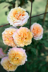 Orange roses blooming in ornamental flower garden