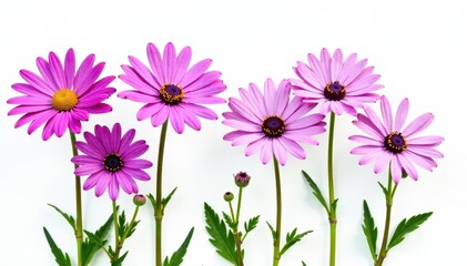 Colorful rurple aster flowers isolated on white background, colorful flowers, asters flowers,