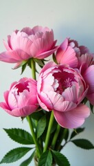 Obraz premium A bunch of fresh pink peonies and roses with green stems and leaves , arrangement, cut flowers , greenery