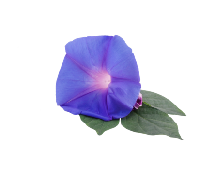 morning glory transparent png