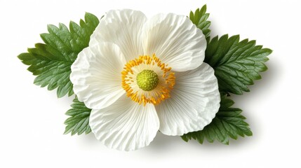 White Flower with Yellow Center Surrounded by Green Leaves