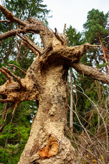 Spruce tree roots torn out by falling in coniferous forest