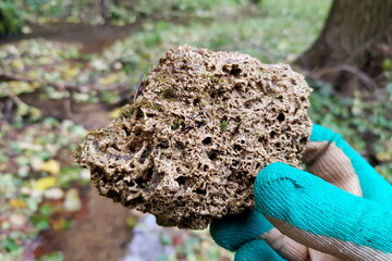 Porous fragment of calcareous tufa travertine in hand. Kaluga region, Russia