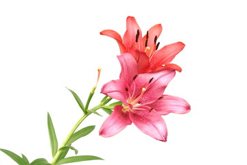 Beautiful Red Lilly blooming flower isolated on whit background