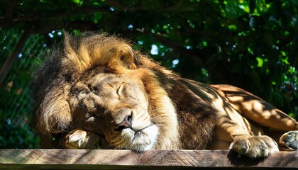 Naklejka premium 寝ているライオン