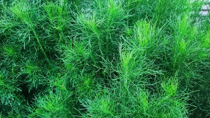 Fresh green plants are suitable for the background