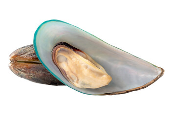 Naklejka premium Side view of two cooked or steamed green mussels in stack isolated with clipping path in png file format