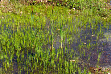 View of a shallow pond with growing cattail and sedge