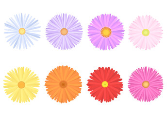 Aster flower clip art. Aster in various colors. A set of aster flowers