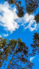 Obraz premium Breathtaking view of blue sky framed by tall forest trees. Beauty of nature. Evergreen pine trees over blue background. Natural vertical banner with copy space.
