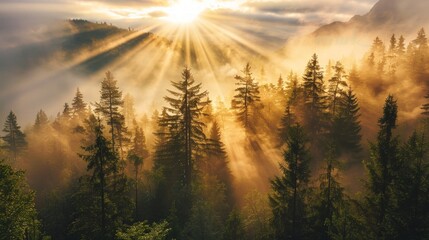 Obraz premium Sun rays illuminate misty mountain forest at sunrise.