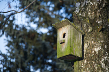 Rustic Wooden Birdhouse Mounted on a Birch Tree in Nature