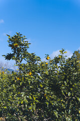 青空の下で輝くみかんの果実