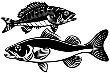 Pike perch fish isolated on white background