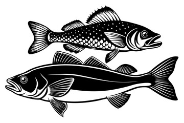 Pike perch fish isolated on white background