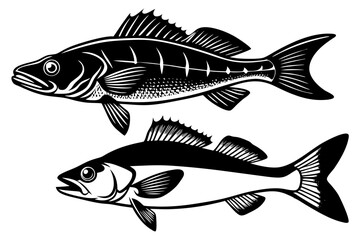 Pike perch fish isolated on white background