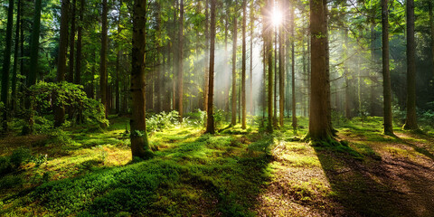 Obraz premium A vibrant forest bathed in golden sunlight, with rays filtering through tall trees onto a lush green forest floor. The serene atmosphere captures the beauty of nature and the tranquility of the woods