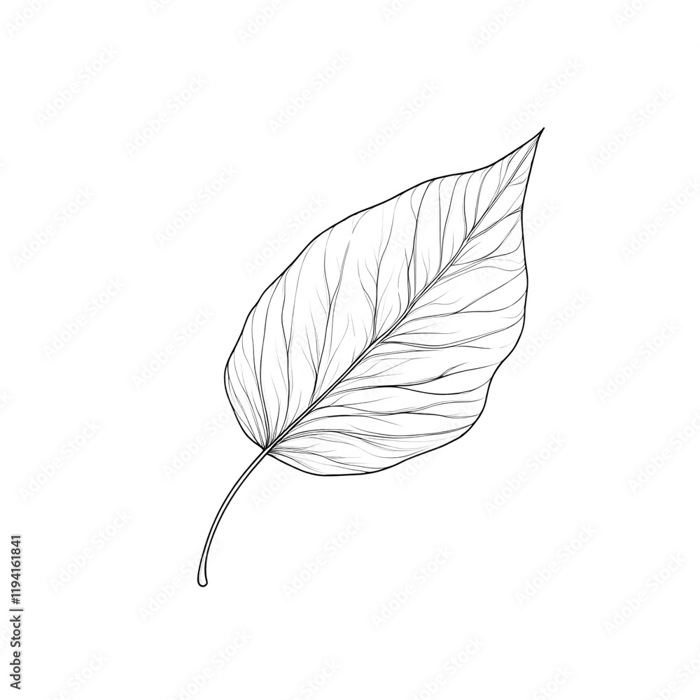 Poster a detailed line art drawing of a single leaf is presented against a black background showcasing its 