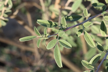 Indigofera oblongifolia plant closeup. Jhil herb. Nature concept. Selective focus.