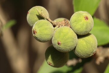 Ficus racemosa closeup. Cluster fig. Red river fig. Gular. Selective focus.
