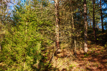 Slope covered with coniferous trees