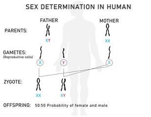 Sex determination in humans by sex chromosomes (XX females, XY males).