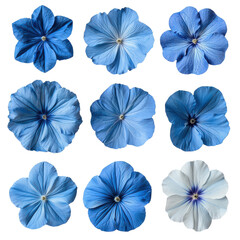 Obraz premium A collection of blue flowers arranged in a grid pattern, showcasing various shades and textures of petals.