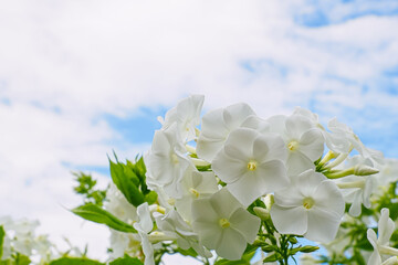 Phlox. A white flower against the cloudy sky. The beauty of nature.