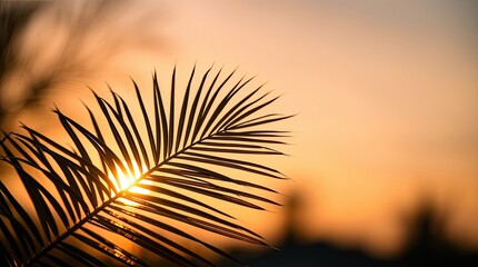 Obraz premium palm frond backlit by sunset, highlighting the intricate texture and details. The background of sunset hues and bokeh.