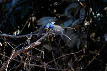 雄の
羽ばたいて飛び出す幸せの青い鳥、可愛いルリビタキ（ヒタキ科）
英名学名：Red-flanked Bluetail (Tarsiger cyanurus)
埼玉県北本市、北本自然観察公園 2025
