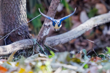 雄の
羽ばたいて飛び出す幸せの青い鳥、可愛いルリビタキ（ヒタキ科）
英名学名：Red-flanked Bluetail (Tarsiger cyanurus)
埼玉県北本市、北本自然観察公園 2025
