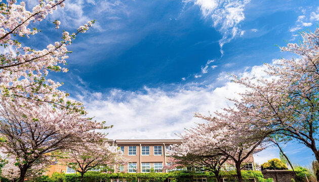 日本の春・桜並木の道と学校の校舎　美しい満開の桜に青空とさわやかな雲の景色の背景　入学・卒業・入社・新生活・花見・はじまり・希望のイメージ壁紙　