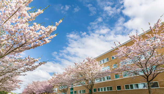 日本の春・桜並木の道と学校の校舎　美しい満開の桜に青空とさわやかな雲の景色の背景　入学・卒業・入社・新生活・花見・はじまり・希望のイメージ壁紙　