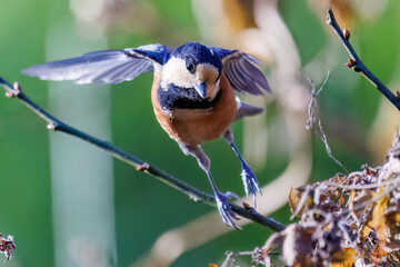 飛び出し飛翔する可愛いヤマガラ（シジュウカラ科）
英名学名：Varied Tit...