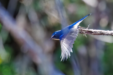 雄の
羽ばたいて飛び出す幸せの青い鳥、可愛いルリビタキ（ヒタキ科）
英名学名：Red-flanked Bluetail (Tarsiger cyanurus)
埼玉県北本市、北本自然観察公園 2025
