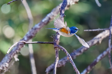 雄の
羽ばたいて飛び出す幸せの青い鳥、可愛いルリビタキ（ヒタキ科）
英名学名：Red-flanked Bluetail (Tarsiger cyanurus)
埼玉県北本市、北本自然観察公園 2025
