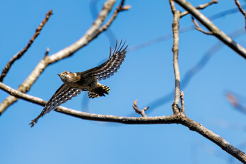 飛び立つ可愛いコゲラ（キツツキ科）
英名学名：Japanese pygmy woodpecker (Dendrocopos kizuki)  
神奈川県清川村早戸川林道2024年
