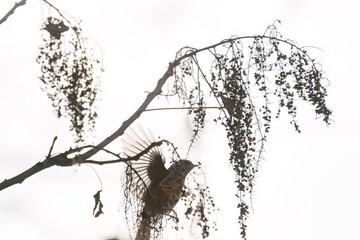 雄の
飛び出し飛翔する可愛いジョウビタキ（ヒタキ科）
英名学名：Daurian Redstart (Phoenicurus auroreus)
神奈川県清川村、早戸川林道-2024年

