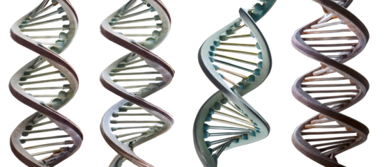 Double Helix DNA Structure