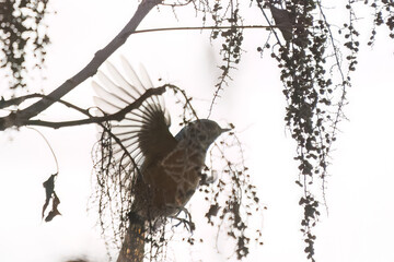 雄の
飛び出し飛翔する可愛いジョウビタキ（ヒタキ科）
英名学名：Daurian Redstart (Phoenicurus auroreus)
神奈川県清川村、早戸川林道-2024年

