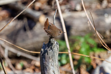 Fototapeta premium 苔むした渓流を飛び跳ねて移動する可愛いミソサザイ（ミソサザイ科） 英名学名：Eurasian Wren (Troglodytes troglodytes) 神奈川県清川村早戸川林道2024年 