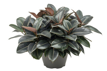 Fototapeta premium Vibrant Indoor Rubber Plant in Decorative Pot with Lush Green Leaves