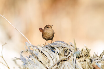 苔むした渓流を飛び跳ねて移動する可愛いミソサザイ（ミソサザイ科）
英名学名：Eurasian Wren (Troglodytes troglodytes)
神奈川県清川村早戸川林道2024年
