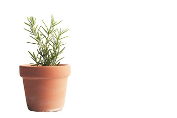 Fototapeta premium Small Green Potted Herb Plant in a Clay Pot on a White Background