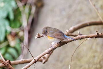雌の
羽ばたいて飛び出す幸せの青い鳥、可愛いルリビタキ（ヒタキ科）
英名学名：Red-flanked Bluetail (Tarsiger cyanurus)
神奈川県清川村、早戸川林道-2024年
