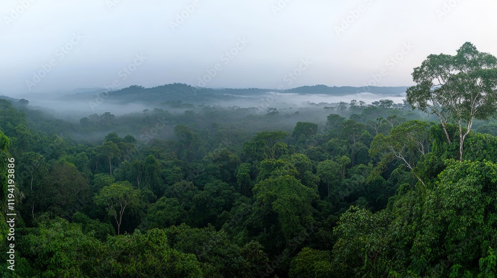 Poster thick fog envelops a dense green forest, with towering trees fading into the mist. the serene atmosp