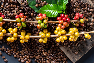 Coffee beans on coffee green leaves on wooden background, Fresh coffee beans on wooden background